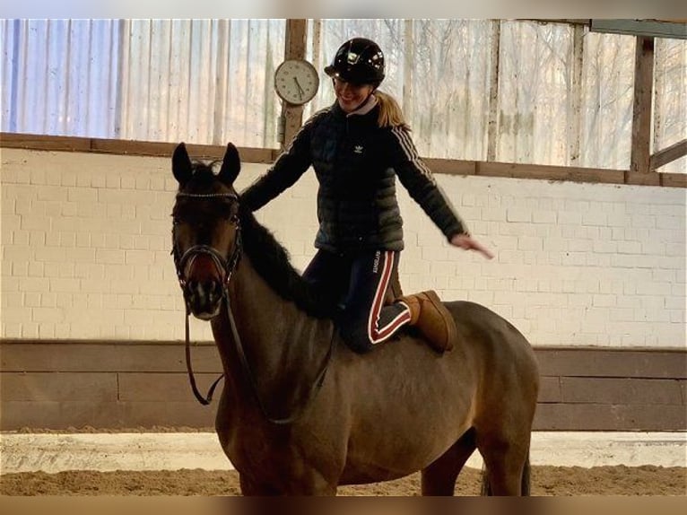 Hanoverian Gelding 5 years 15,3 hh Bay-Dark in Verden (Aller)