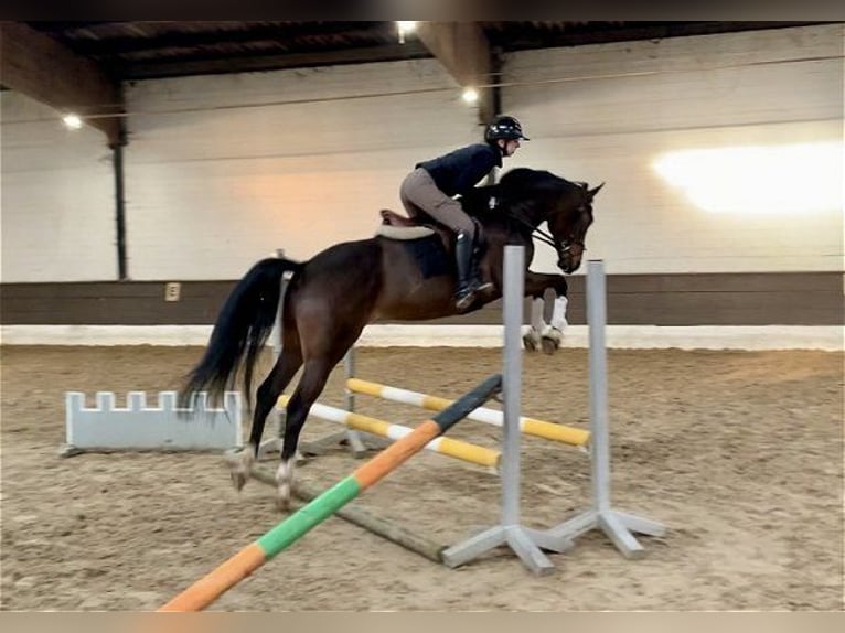 Hanoverian Gelding 5 years 15,3 hh Bay-Dark in Verden (Aller)