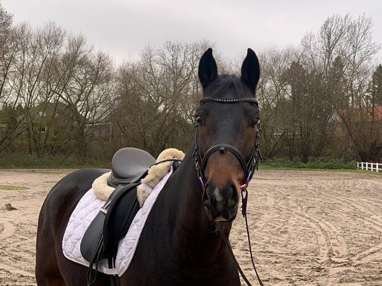 Hanoverian Gelding 5 years 15,3 hh Bay-Dark in Verden (Aller)