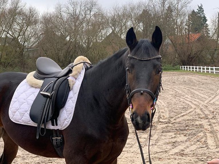 Hanoverian Gelding 5 years 15,3 hh Bay-Dark in Verden (Aller)