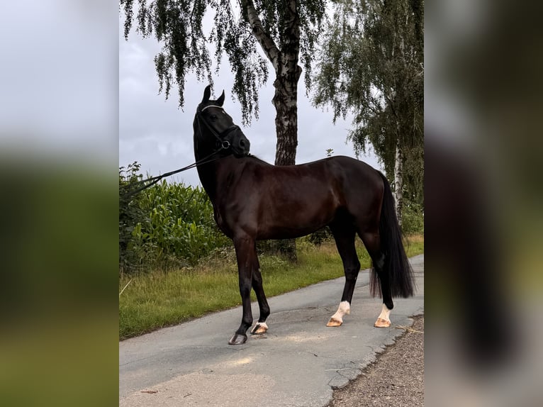 Hanoverian Gelding 5 years 15.3 hh Black in Bargstedt