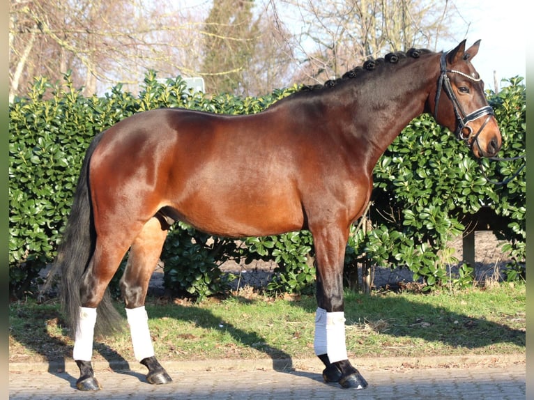 Hanoverian Gelding 5 years 15.3 hh Brown in Selsingen