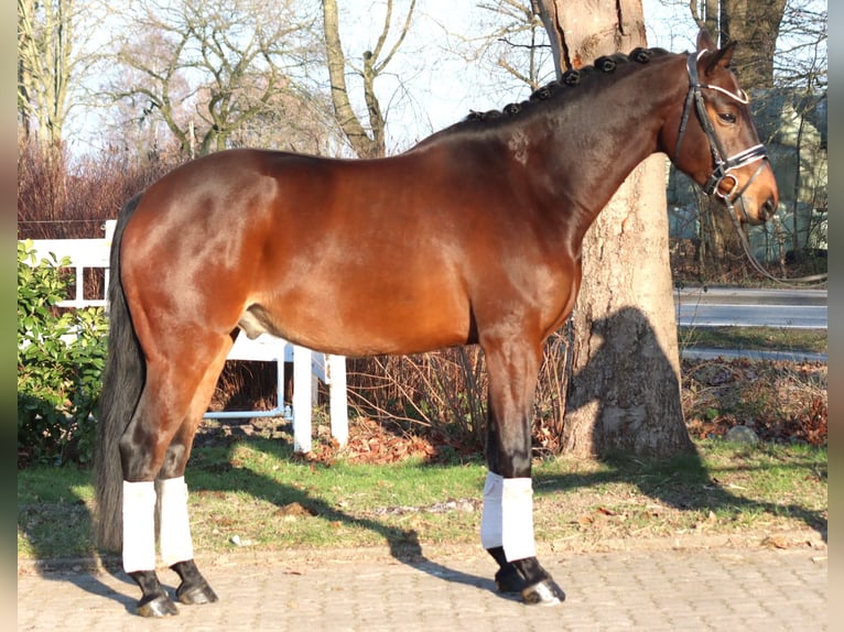 Hanoverian Gelding 5 years 15.3 hh Brown in Selsingen