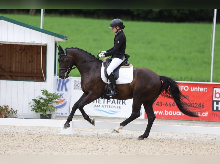 Hanoverian Gelding 5 years 15 hh Black in Garsten