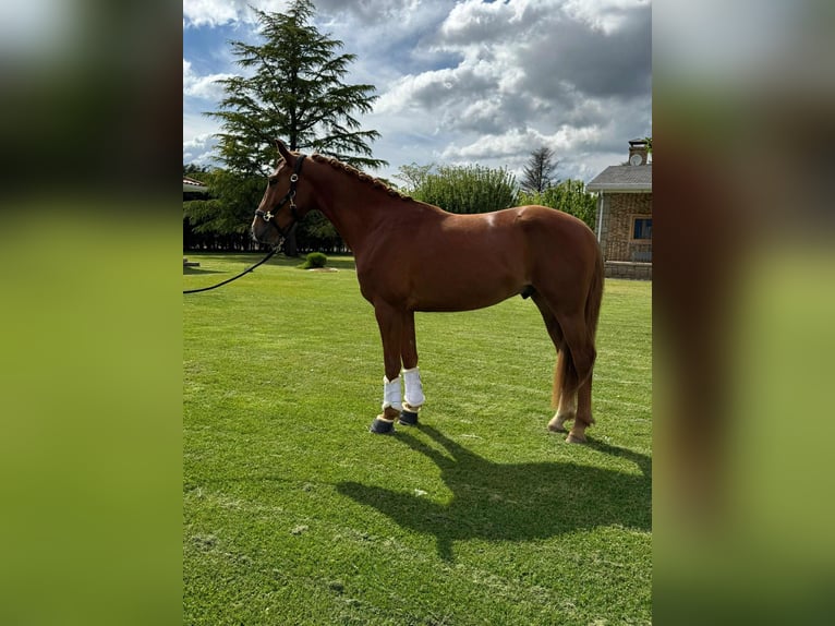 Hanoverian Mix Gelding 5 years 15,2 hh Chestnut-Red in Galaroza (Huelva)