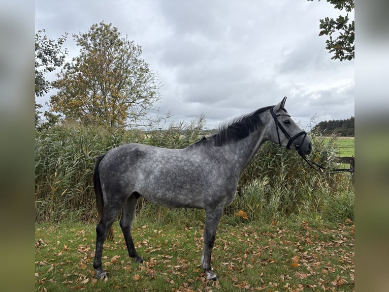 Hanoverian Gelding 5 years 15,2 hh Grey in Bülkau