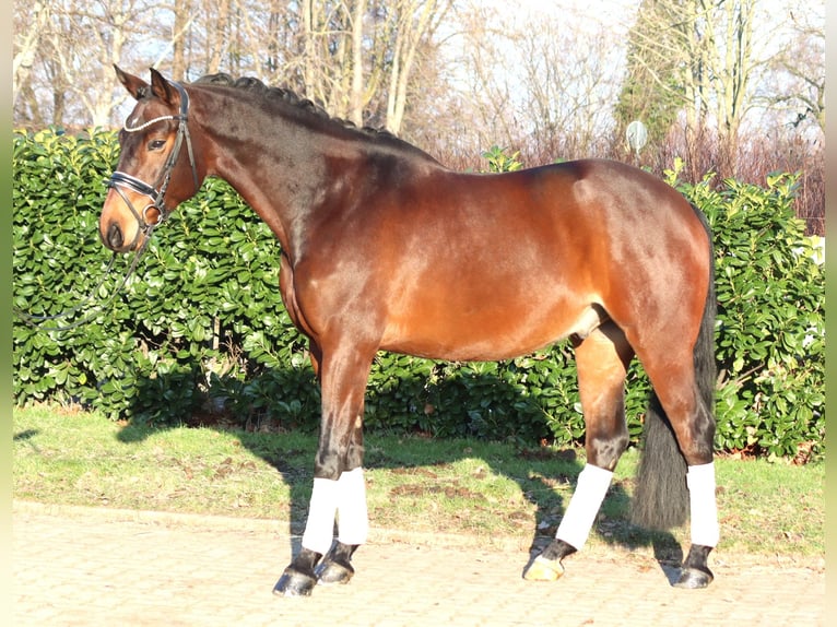 Hanoverian Gelding 5 years 15,3 hh Brown in Selsingen