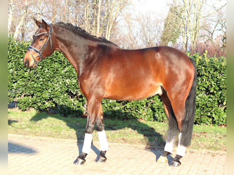 Hanoverian Gelding 5 years 15,3 hh Brown in Selsingen