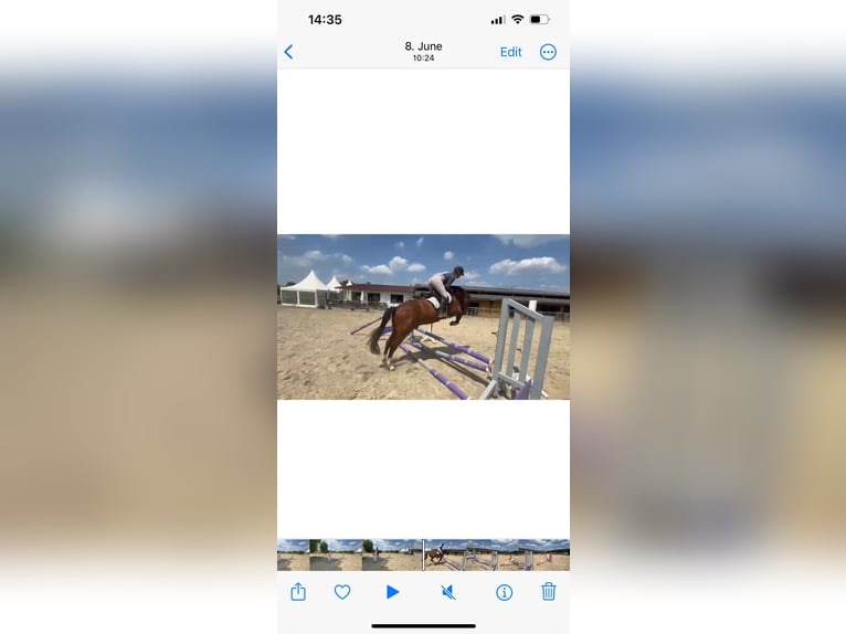 Hanoverian Gelding 5 years 15,3 hh Brown-Light in Langenselbold