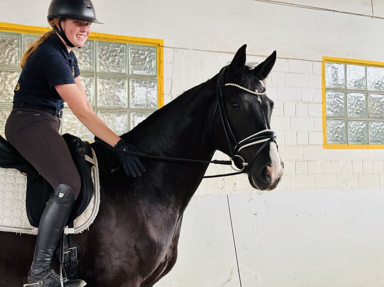 Hanoverian Gelding 5 years 16,1 hh Bay-Dark in Sottrum