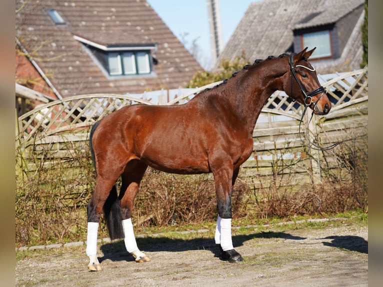 Hanoverian Gelding 5 years 16.1 hh Bay-Dark in Hohenfelde