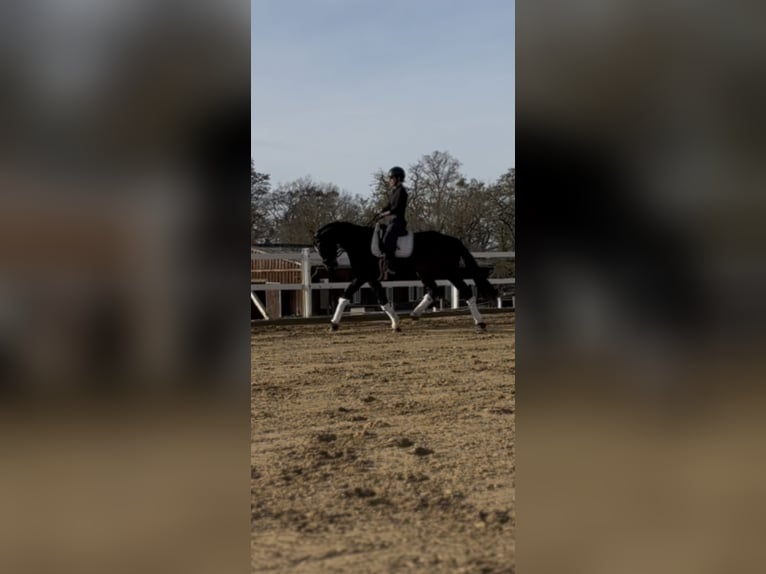 Hanoverian Gelding 5 years 16.1 hh Bay-Dark in Teupitz