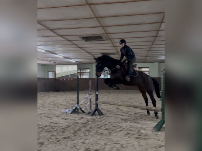 Hanoverian Gelding 5 years 16.1 hh Bay-Dark in Teupitz
