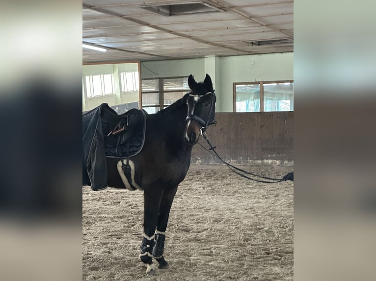 Hanoverian Gelding 5 years 16.1 hh Bay-Dark in Teupitz