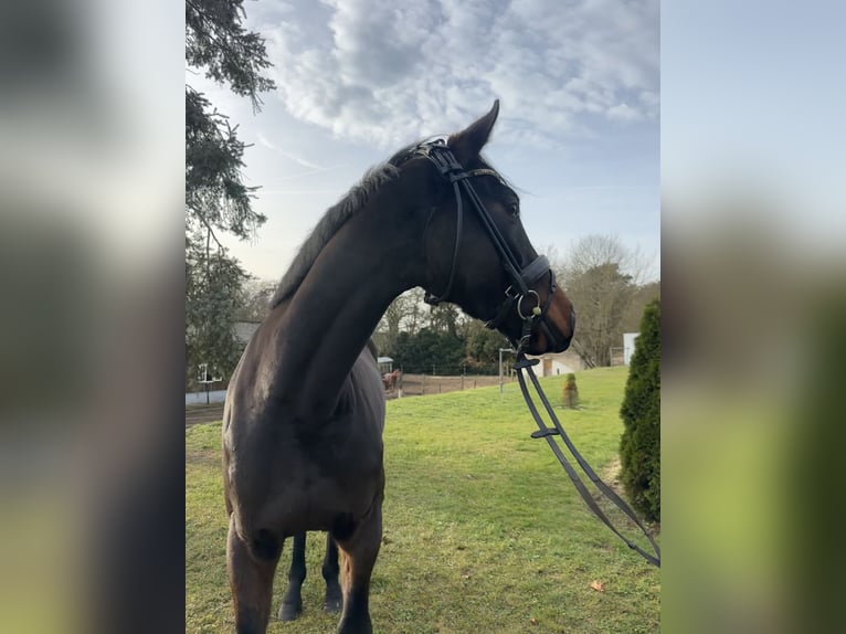 Hanoverian Gelding 5 years 16.1 hh Bay-Dark in Teupitz