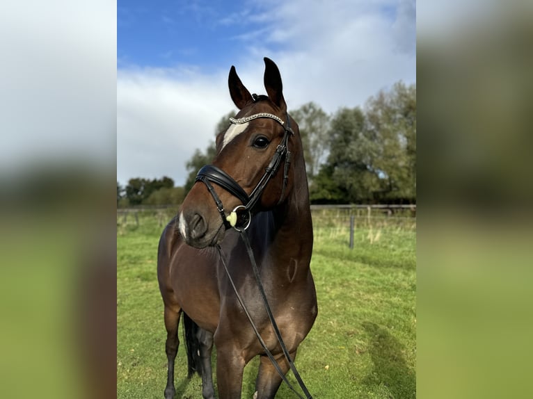 Hanoverian Gelding 5 years 16,1 hh Bay-Dark in Hamburg Osdorf