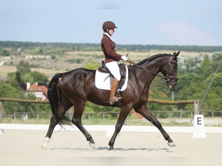 Hanoverian Gelding 5 years 16,1 hh Bay-Dark in Kecskemét