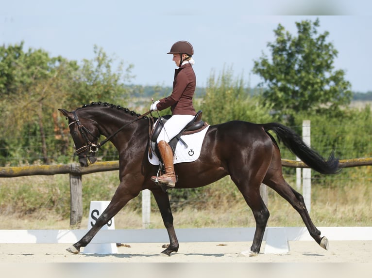 Hanoverian Gelding 5 years 16,1 hh Bay-Dark in Kecskemét