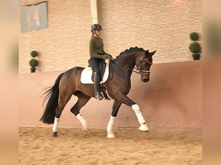 Hanoverian Gelding 5 years 16.1 hh Bay-Dark in Wehringen