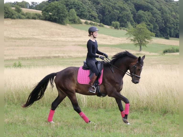 Hanoverian Gelding 5 years 16.1 hh Bay-Dark in Dransfeld