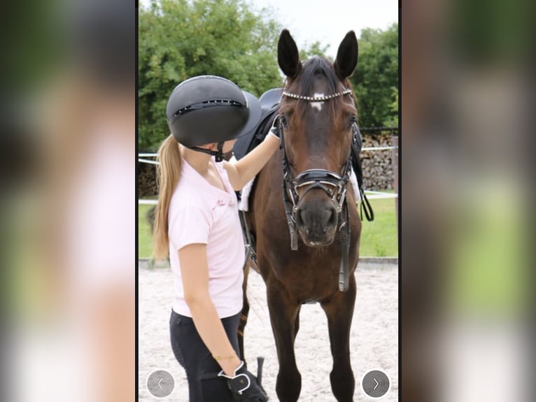 Hanoverian Gelding 5 years 16.1 hh Bay-Dark in Dransfeld