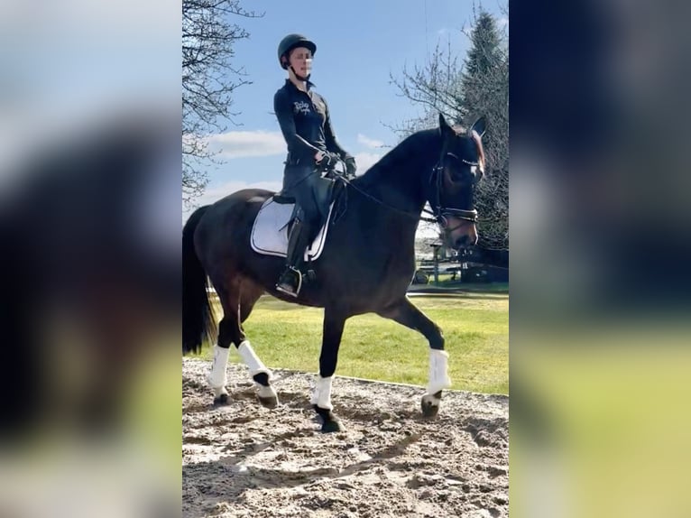 Hanoverian Gelding 5 years 16.1 hh Bay-Dark in Dransfeld