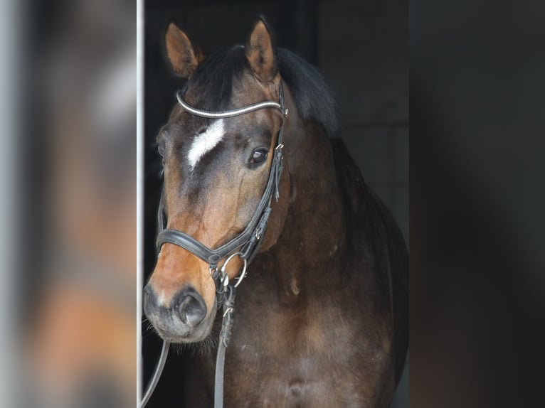 Hanoverian Gelding 5 years 16.1 hh Bay-Dark in Winhöring