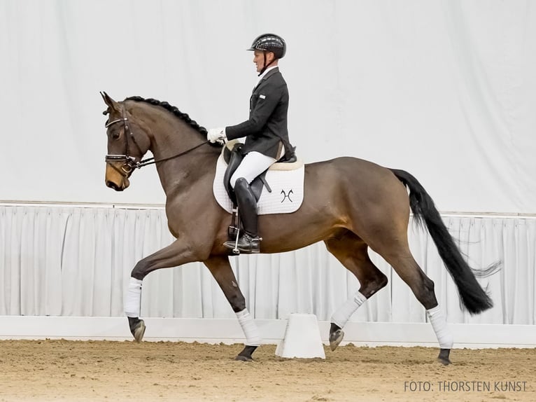 Hanoverian Gelding 5 years 16,1 hh Bay-Dark in Verden