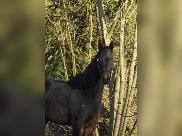 Hanoverian Gelding 5 years 16,1 hh Bay-Dark in Verl