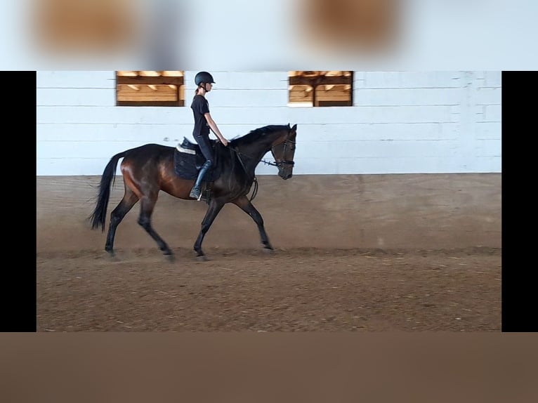 Hanoverian Gelding 5 years 16,1 hh Bay-Dark in Niederzier