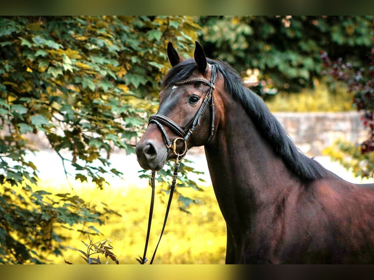 Hanoverian Gelding 5 years 16,1 hh Bay-Dark in Kefferhausen