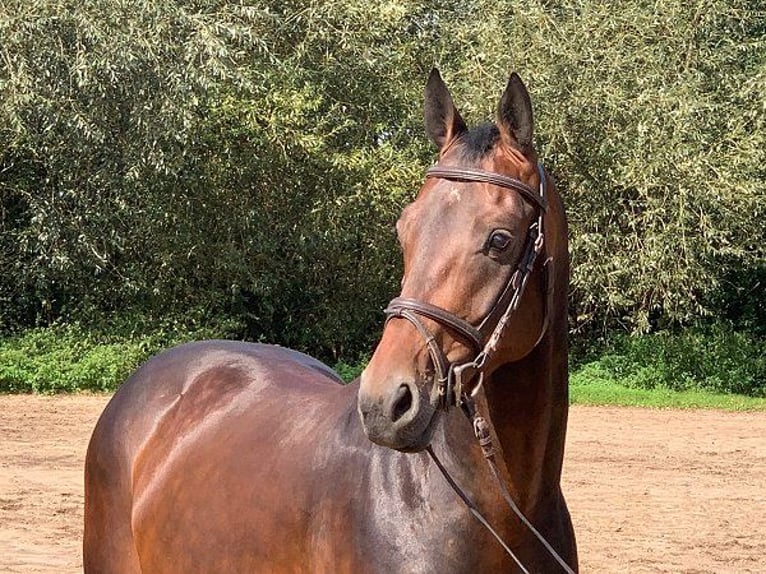 Hanoverian Gelding 5 years 16,1 hh Bay-Dark in Verden (Aller)