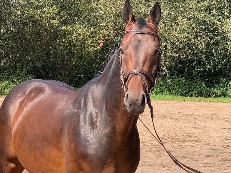 Hanoverian Gelding 5 years 16,1 hh Bay-Dark in Verden (Aller)