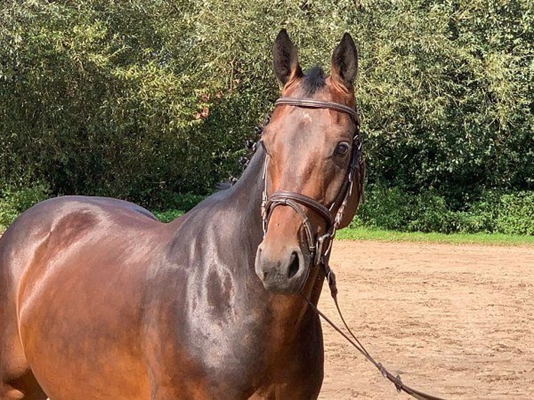 Hanoverian Gelding 5 years 16,1 hh Bay-Dark in Verden (Aller)