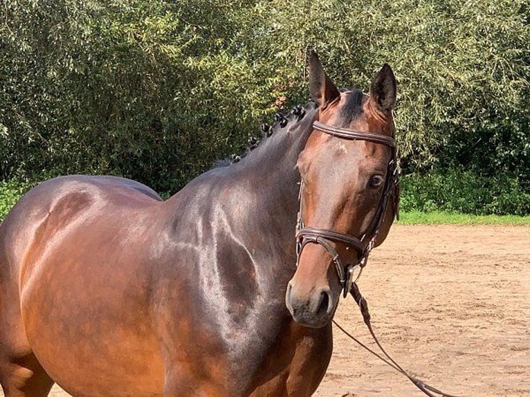 Hanoverian Gelding 5 years 16,1 hh Bay-Dark in Verden (Aller)