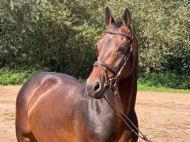 Hanoverian Gelding 5 years 16,1 hh Bay-Dark in Verden (Aller)