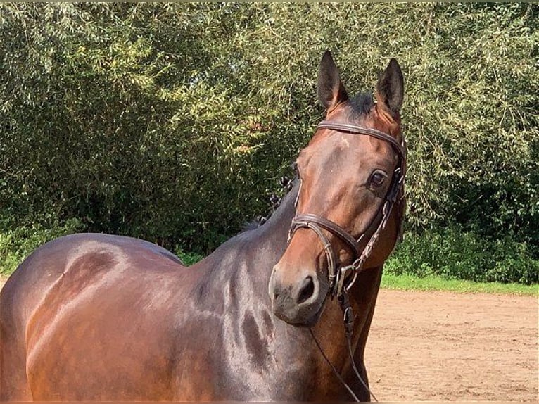 Hanoverian Gelding 5 years 16,1 hh Bay-Dark in Verden (Aller)