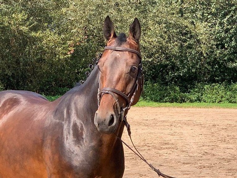 Hanoverian Gelding 5 years 16,1 hh Bay-Dark in Verden (Aller)