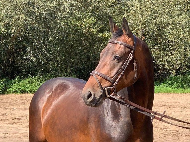 Hanoverian Gelding 5 years 16,1 hh Bay-Dark in Verden (Aller)