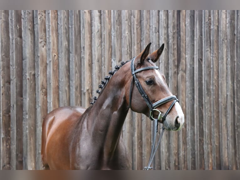 Hanoverian Gelding 5 years 16,1 hh Bay-Dark in Celle