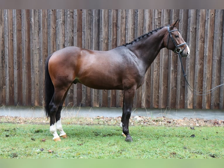 Hanoverian Gelding 5 years 16,1 hh Bay-Dark in Celle