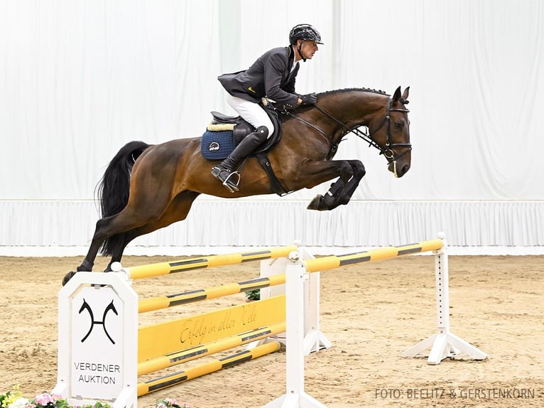 Hanoverian Gelding 5 years 16,1 hh Bay-Dark in Verden