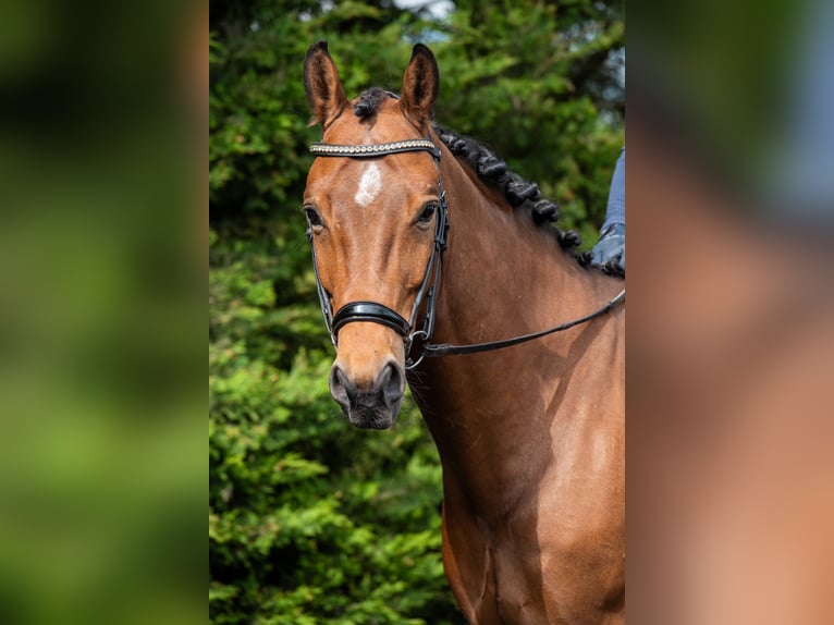 Hanoverian Gelding 5 years 16,1 hh Bay in Cambridge