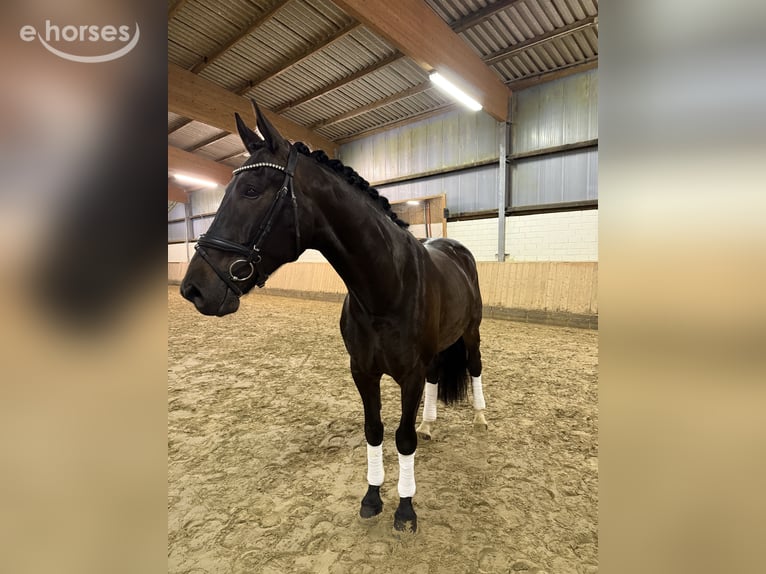 Hanoverian Gelding 5 years 16.1 hh Black in Bocholt