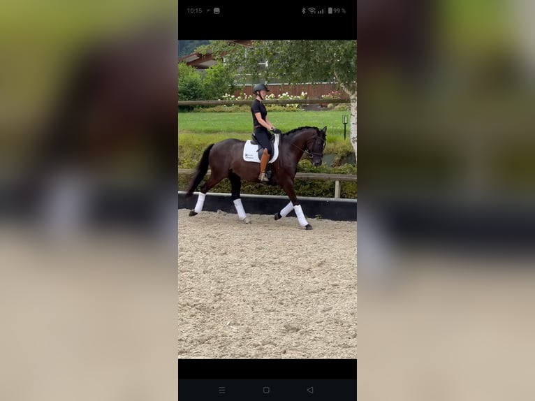 Hanoverian Gelding 5 years 16,1 hh Black in Bad Orb