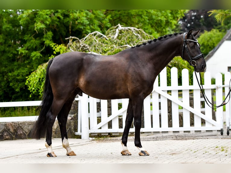 Hanoverian Gelding 5 years 16.1 hh Black in Freienwill