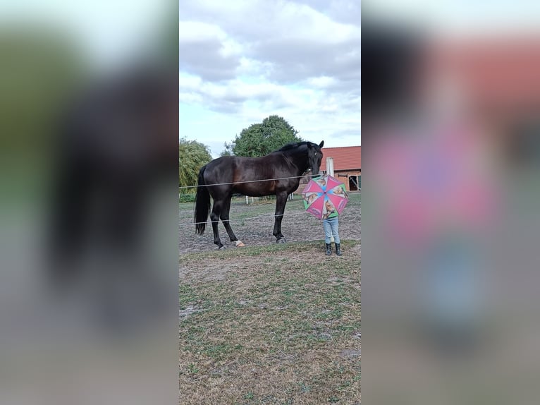 Hanoverian Gelding 5 years 16.1 hh Black in Schwarme