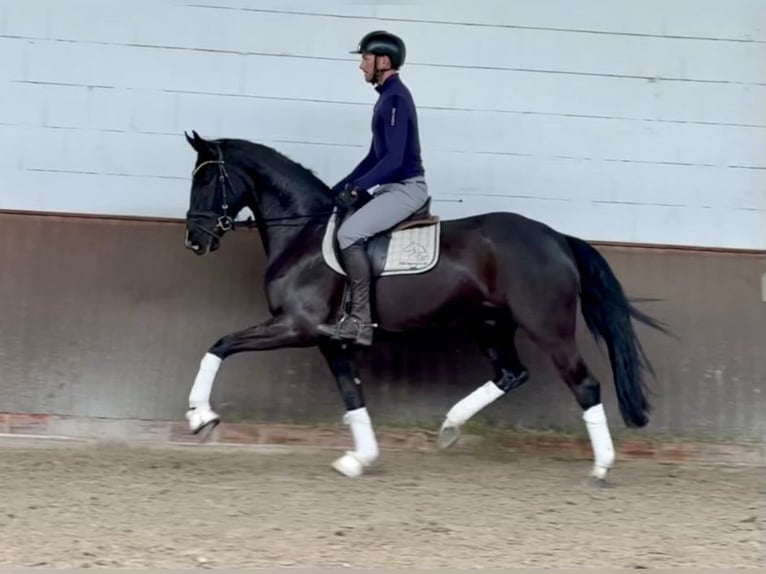 Hanoverian Gelding 5 years 16.1 hh Black in Lohne (Oldenburg)