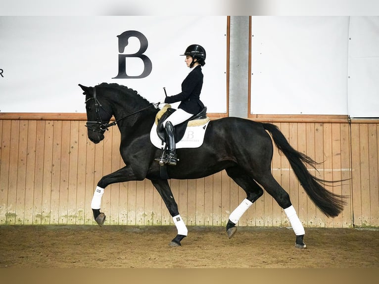 Hanoverian Gelding 5 years 16.1 hh Black in Riedstadt