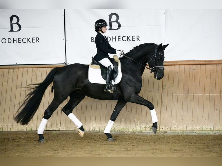 Hanoverian Gelding 5 years 16.1 hh Black in Riedstadt